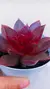 Echeveria Poog P09 - Maria Rita Suculentas