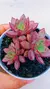 Echeveria Pink Frong P09