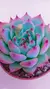 Echeveria Beatrice P09 - comprar online