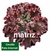 Echeveria Gibbiflora CECELIA P15 - comprar online