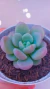 Echeveria Cute Peach P09