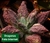 Echeveria Gibbiflora DRAGONAS P15 - comprar online