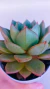 Echeveria Hakone Roseta P09 - comprar online