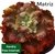Echeveria Gibbiflora KUNDRY P15 - comprar online