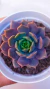 Echeveria Pluto P09