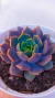 Echeveria Pluto P09 - comprar online