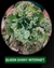 Echeveria Gibbiflora QUEEN DINNY P15 - comprar online