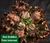 Echeveria Gibbiflora RED BUBLLES P15 - comprar online