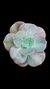 Echev Gibb Rosa de Jade P09 (Sai Carunculas) na internet