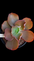 Echeveria Gibbiflora Thanos P15 (Emite carunculas) - loja online