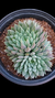 Echeveria Lemon Juice CUIA 18 - comprar online