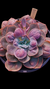 Gibbiflora Rosaura Cuia 18 - comprar online