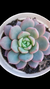 Echeveria Loveme P09 - comprar online