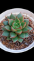 Echeveria Parvinha Purpussorum P09 - comprar online