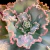 GIBB PEARL (Sai Carunculas) P15 - Maria Rita Suculentas