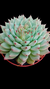 Echev Cuspidata Zaragozae P09 - comprar online