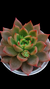 Echeveria Puli-witch P09 - comprar online