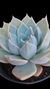 Echeveria Glorious P09 na internet