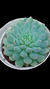 Echeveria Setosa Rundela P09 na internet