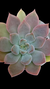 Pachyveria Ayla P09 - comprar online