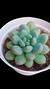 Echeveria Blue Feather (Dupla ou com muda) P09 - comprar online