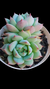 Echeveria Prisma (Dupla) P09 - comprar online