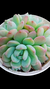 Echeveria Aurora Blue (Dupla ou Muda) P09 na internet