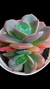 Echeveria Kissis Winter (Dupla) P09 na internet