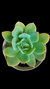 Echeveria Blade Runner P09 na internet
