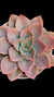 Echev Fire Rose P09 na internet