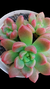 Graptoveria Chanel (Dupla ou Muda) P09 - Maria Rita Suculentas
