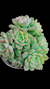 Echeveria Jilin (Colônia) P09 na internet