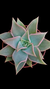 Echeveria Madiba P09 - comprar online