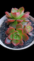Echev Little Lily P09 - comprar online