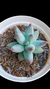 Pachyphytum Mexicano P09 - comprar online