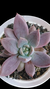 Echeveria Craigiana P09 - comprar online