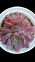 Echeveria Roman (Colônia) P09 - comprar online
