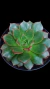 Echeveria Cat's Eyes P09 na internet