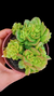 Sedeveria Holly P09 - comprar online