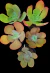 KIT 5 GIBBIFLORAS (GRANDE PORTE) P12 - comprar online
