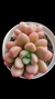 Graptopetallum Amethystinum Red P09 - Maria Rita Suculentas