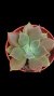 Echeveria Felpa P09 (OCRE) - comprar online