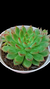 Echeveria Mebina na internet