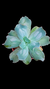 Echeveria Gibbiflora CULIBRA BB P09 - comprar online