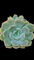 Echeveria Alabaster P09 - comprar online
