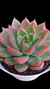 Echeveria Romeu X Lilacina P09 na internet