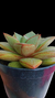 Echeveria Scarlat White P09 na internet