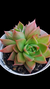 Echeveria Lady Choice (Dupla) P09 - comprar online