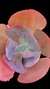 Gibbiflora Mauna Brasileira P09 - comprar online