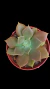 Echeveria Felpa P09 (OCRE) na internet